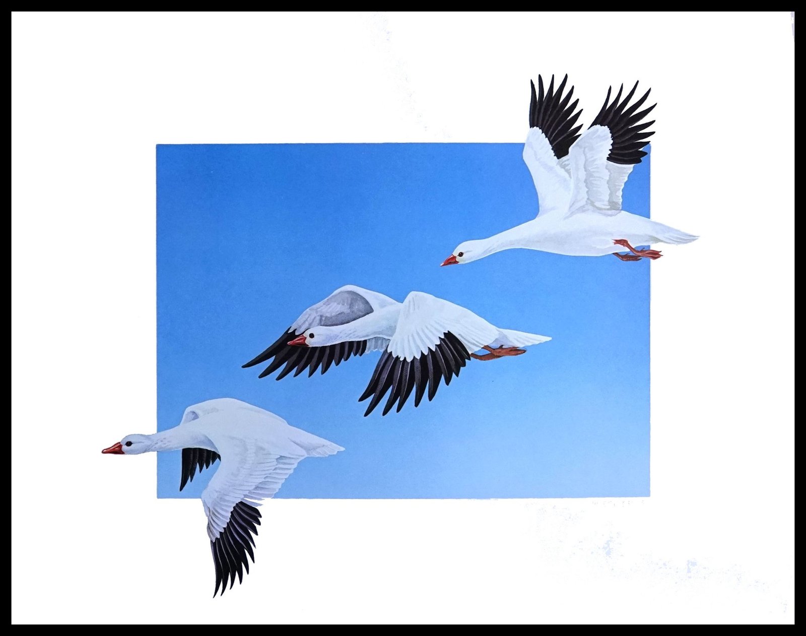DAC 11449 Geese